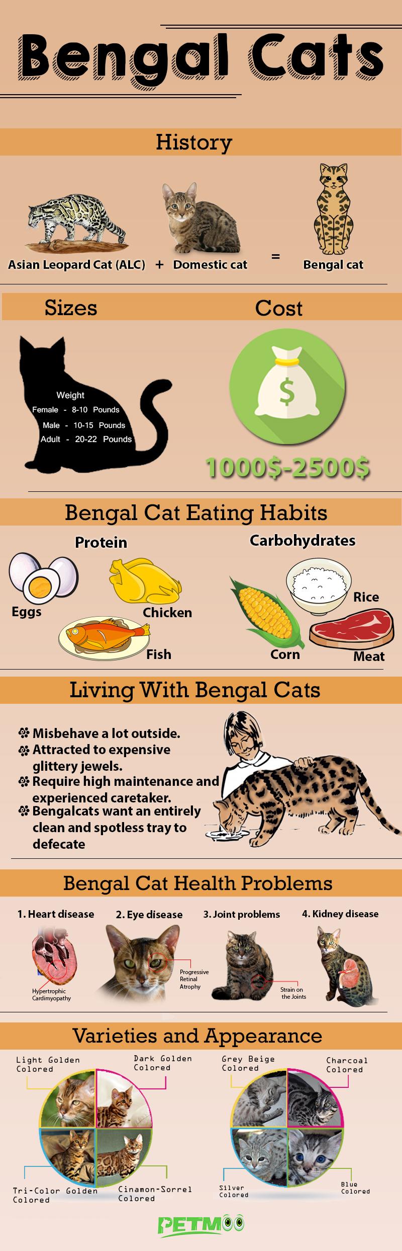 Bengal Cat Infographics