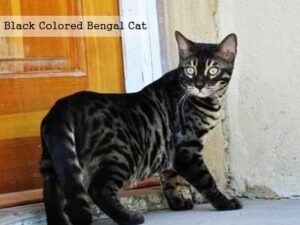 Black Colored Bengal Cat