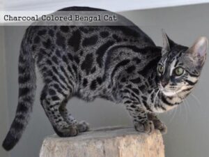 Charcoal Colored Bengal Cat