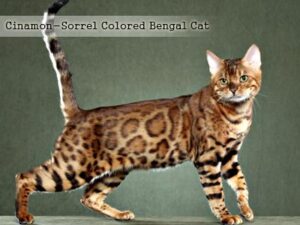 Cinamon-Sorrel Colored Bengal Cat
