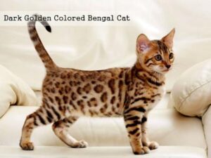 Dark Golden Colored Bengal Cat