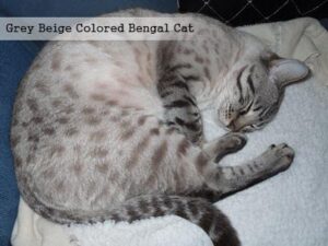 Grey Beige Colored Bengal Cat