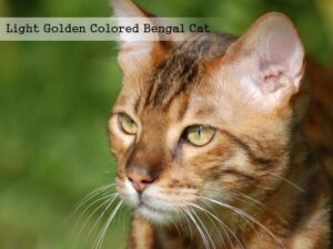 Light Golden Colored Bengal Cat