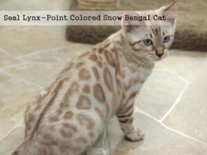 Seal Lynx-Point Colored Snow Bengal Cat