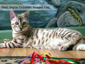 Seal Sepia Colored Bengal Cat