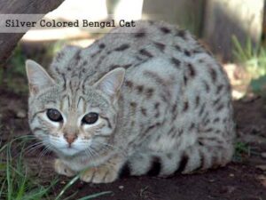 Silver Colored Bengal Cat