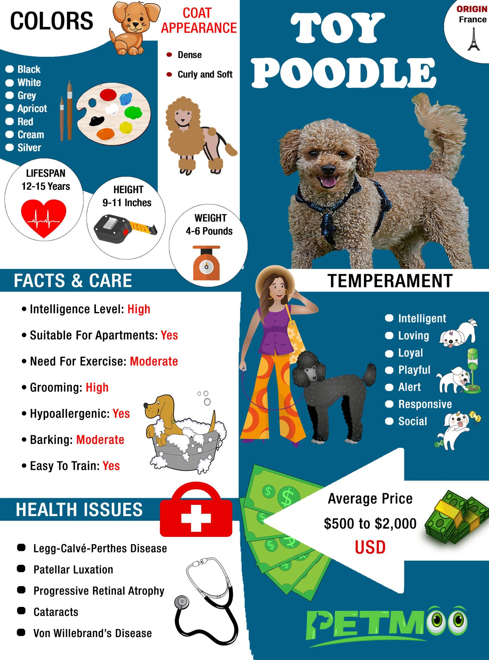 Toy Poodle Infographic