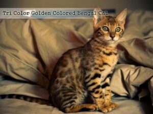 Tri Color Golden Colored Bengal Cat