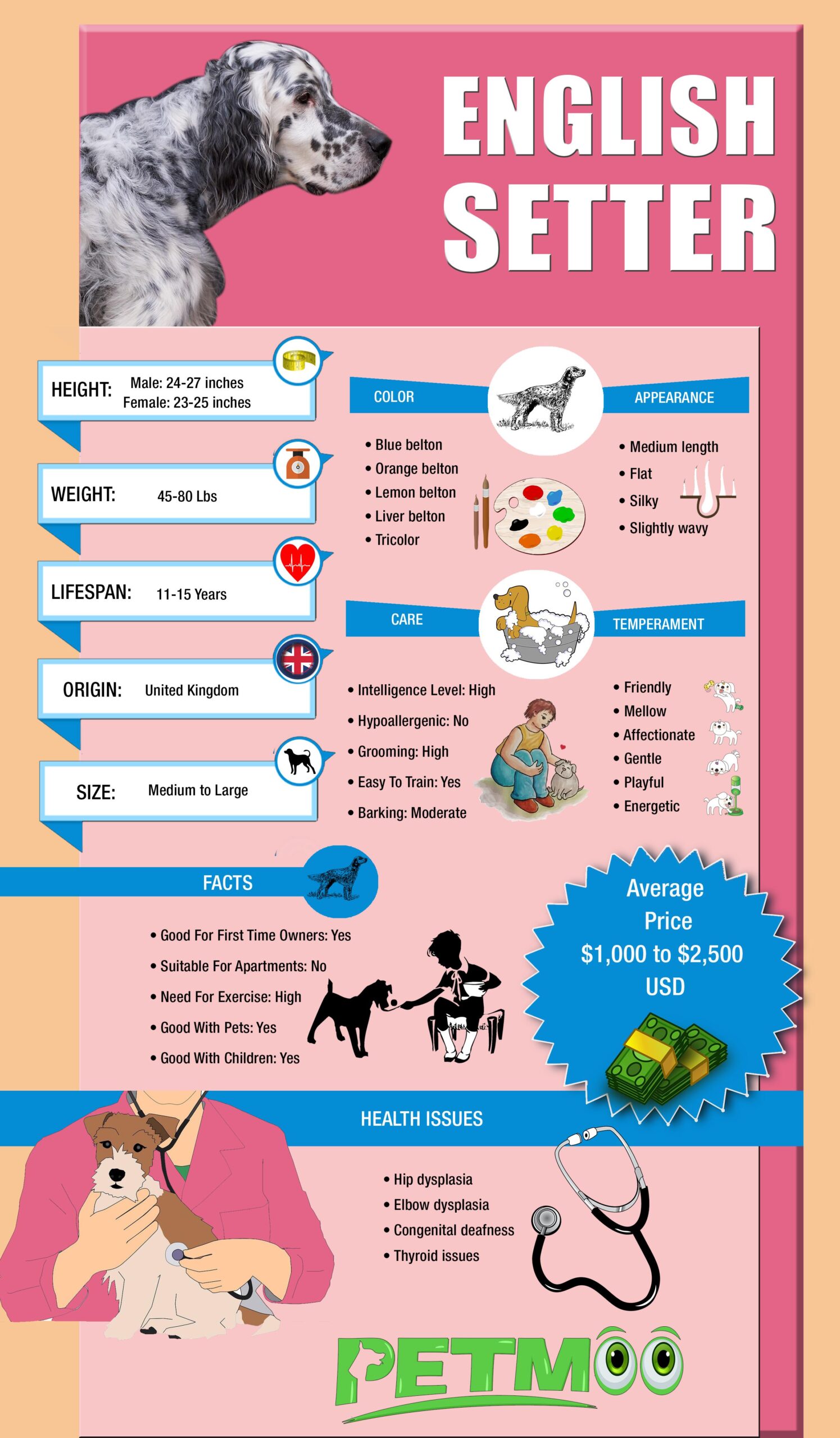 English Setter Infographic