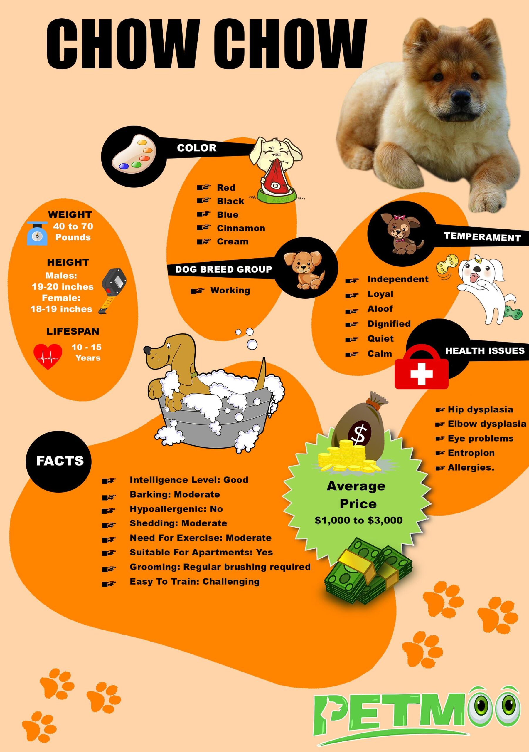 Chow Chow Infographic