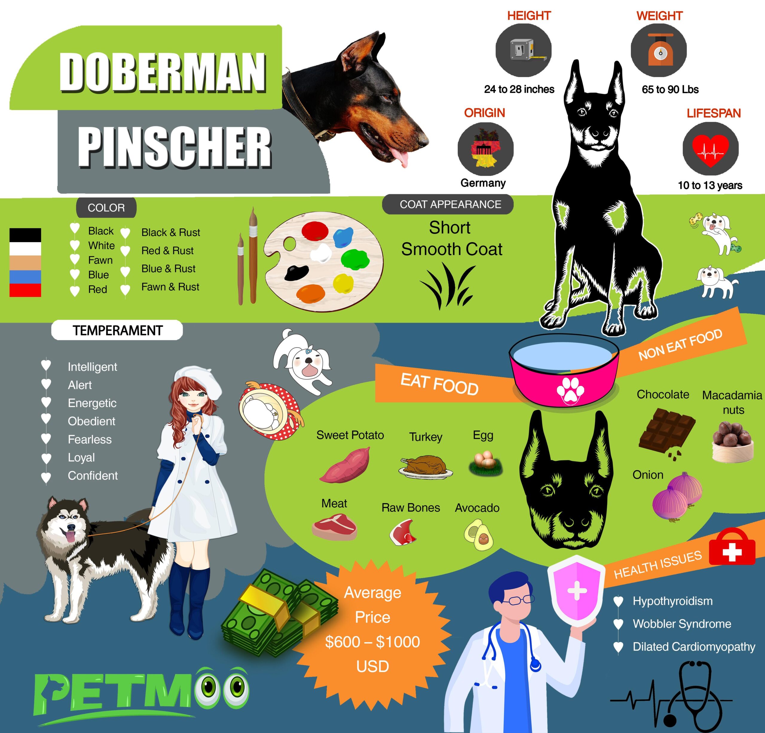 Doberman Pinscher Infographic