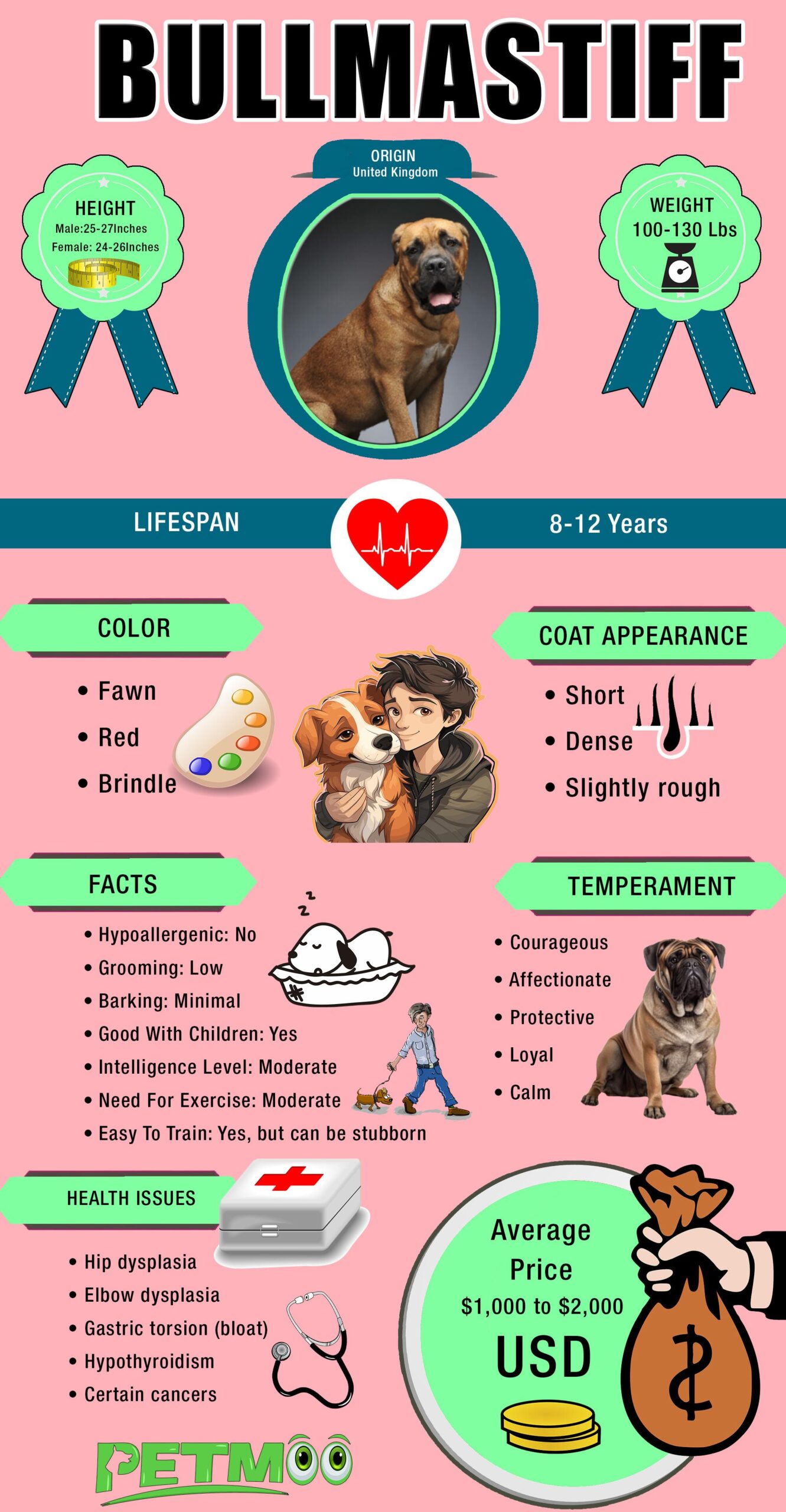 Bullmastiff Infographic