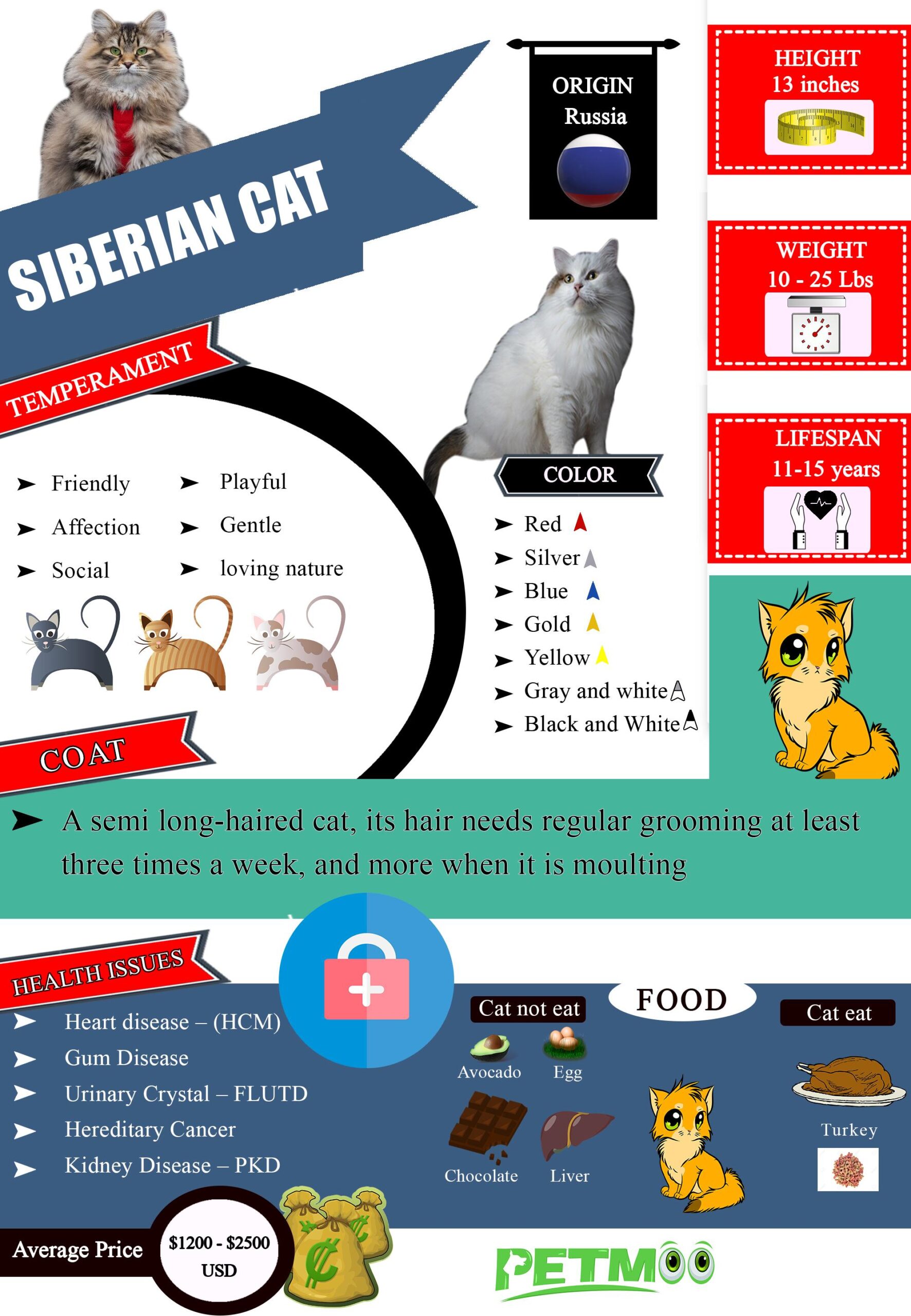 Siberian Cat Infographic