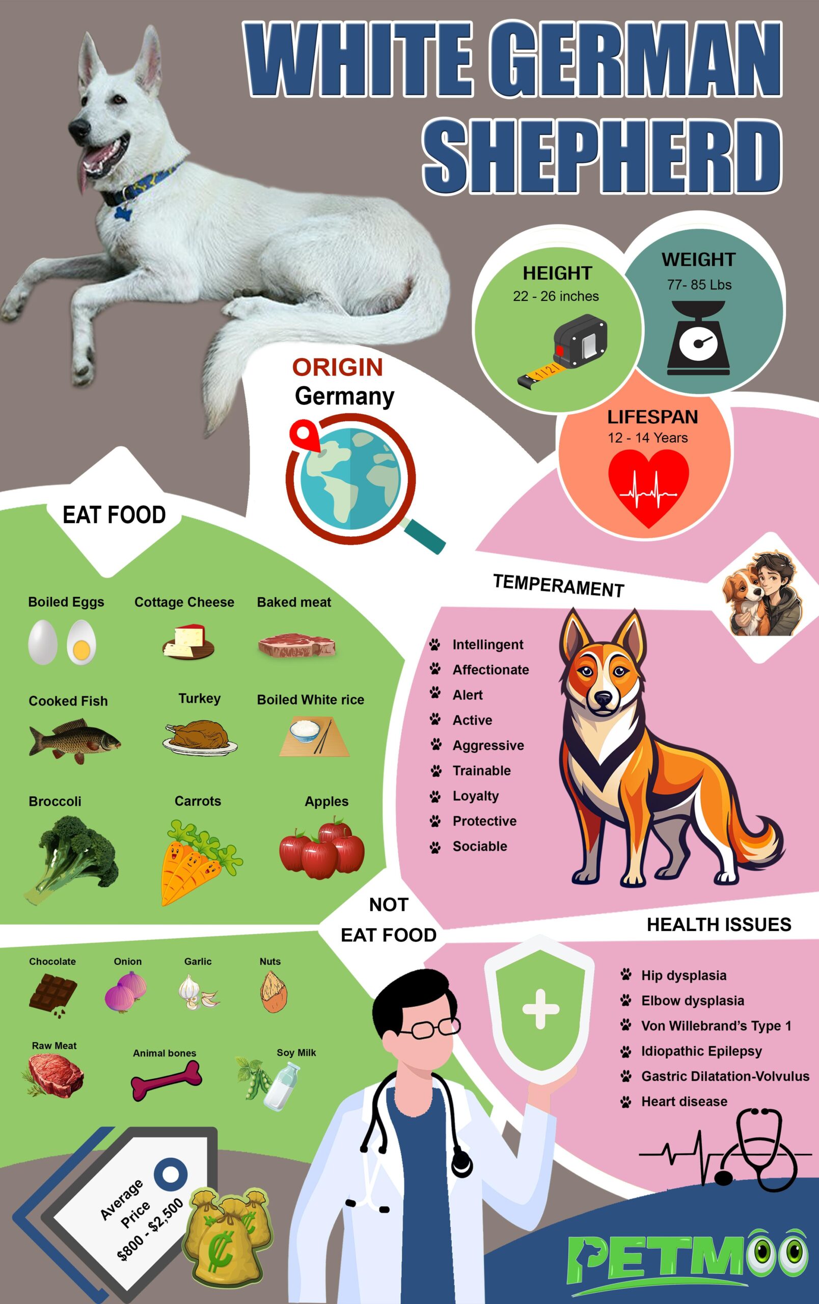 White German Shepherd Infographic