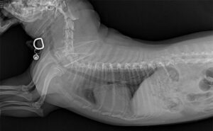 how much is a xray on a dogs leg