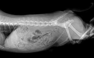 X Ray In Dogs
