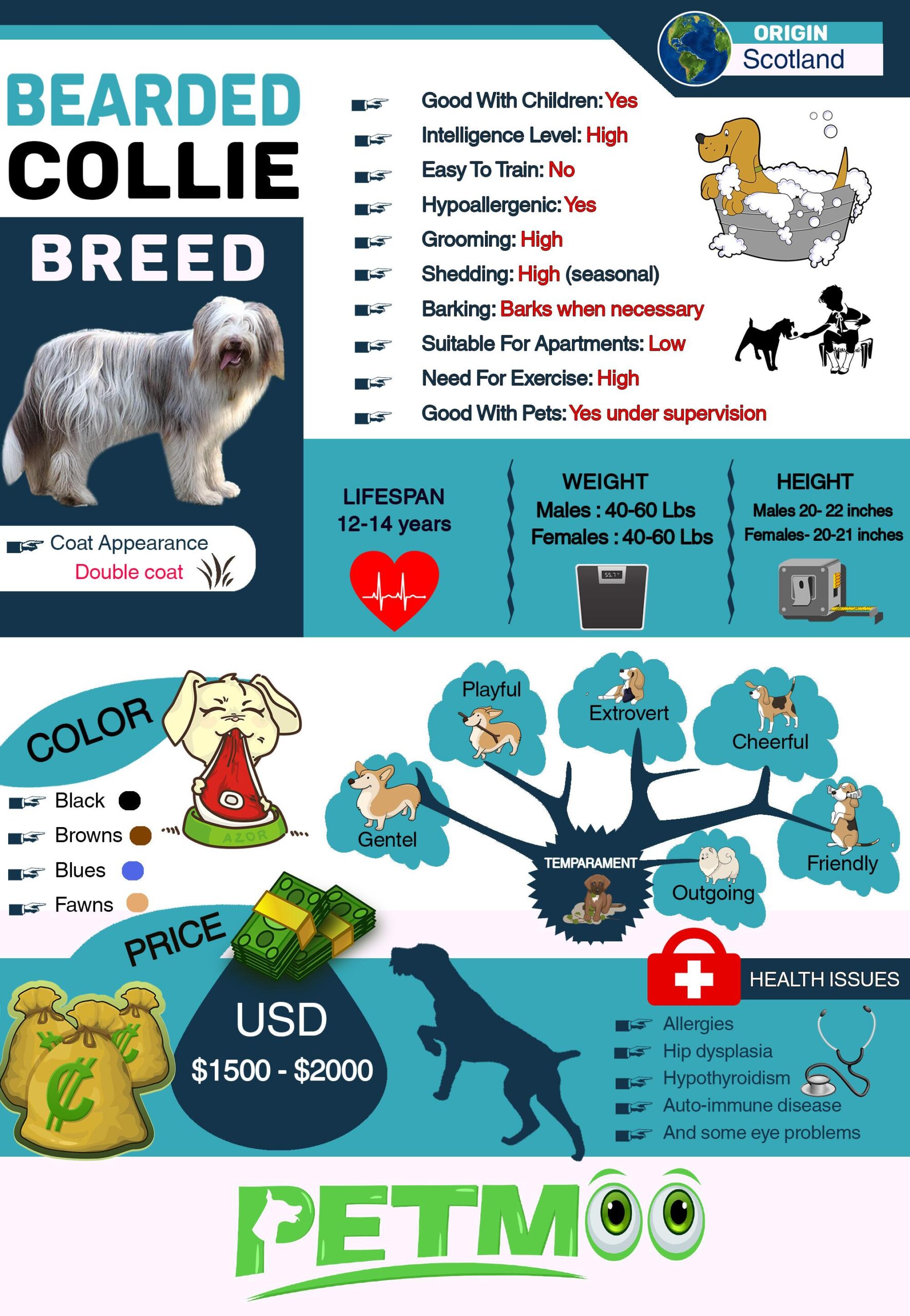 Bearded Collie Infographics