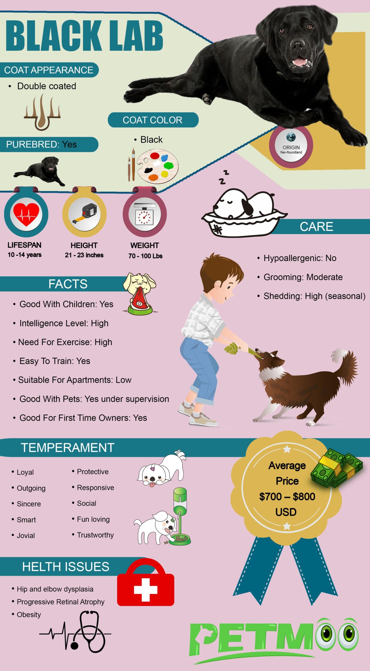 Black Lab Infographic