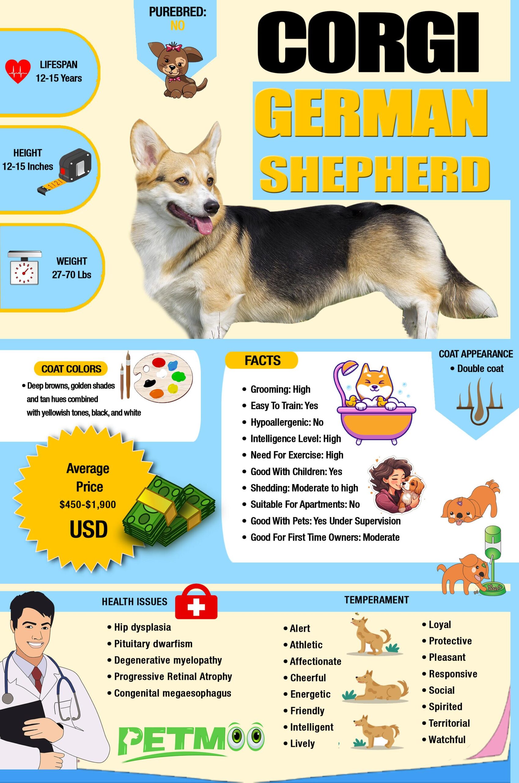 Corgi German Shepherd Infographic