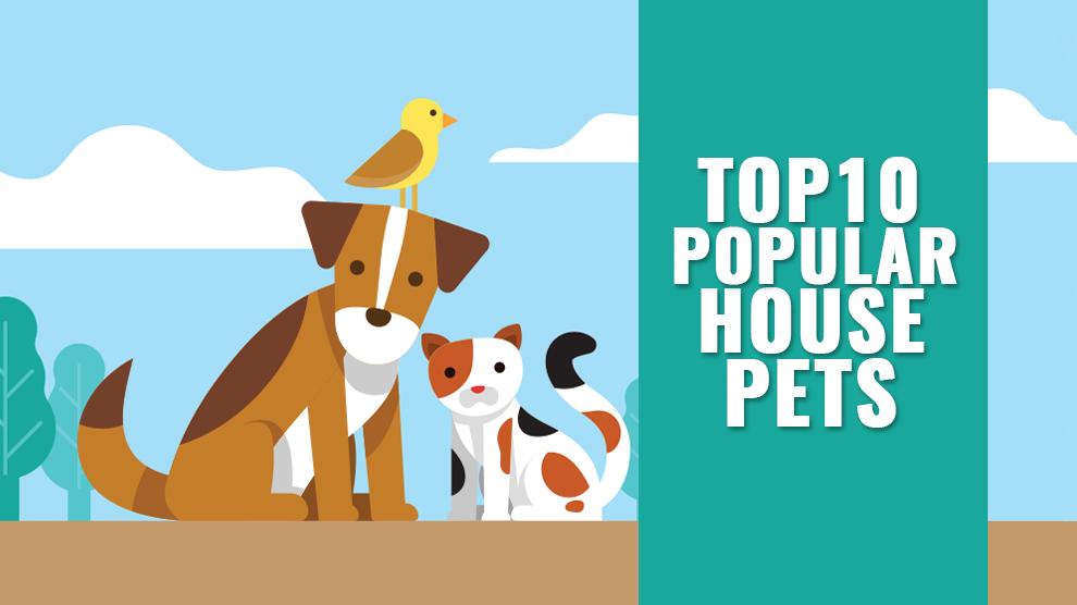 Top 10 Popular House Pets To Own And Cuddle - Petmoo