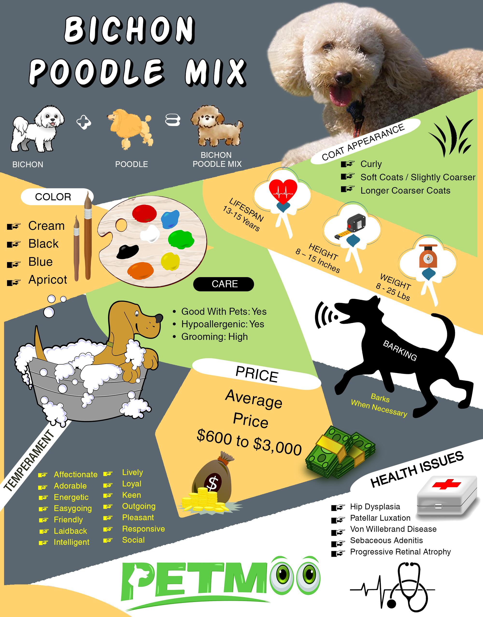 Bichon Poodle Mix Infographic