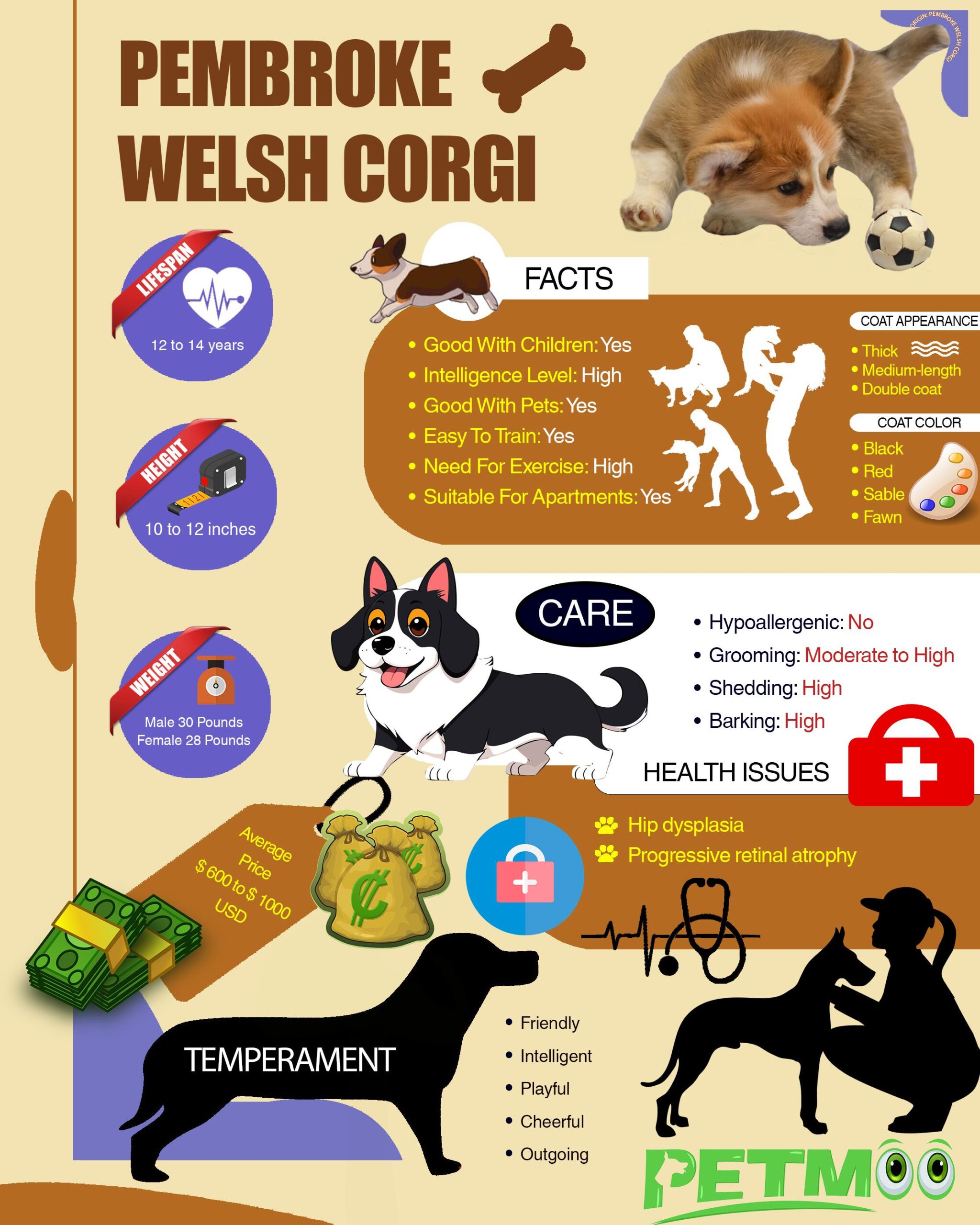Pembroke Welsh Corgi Infographic