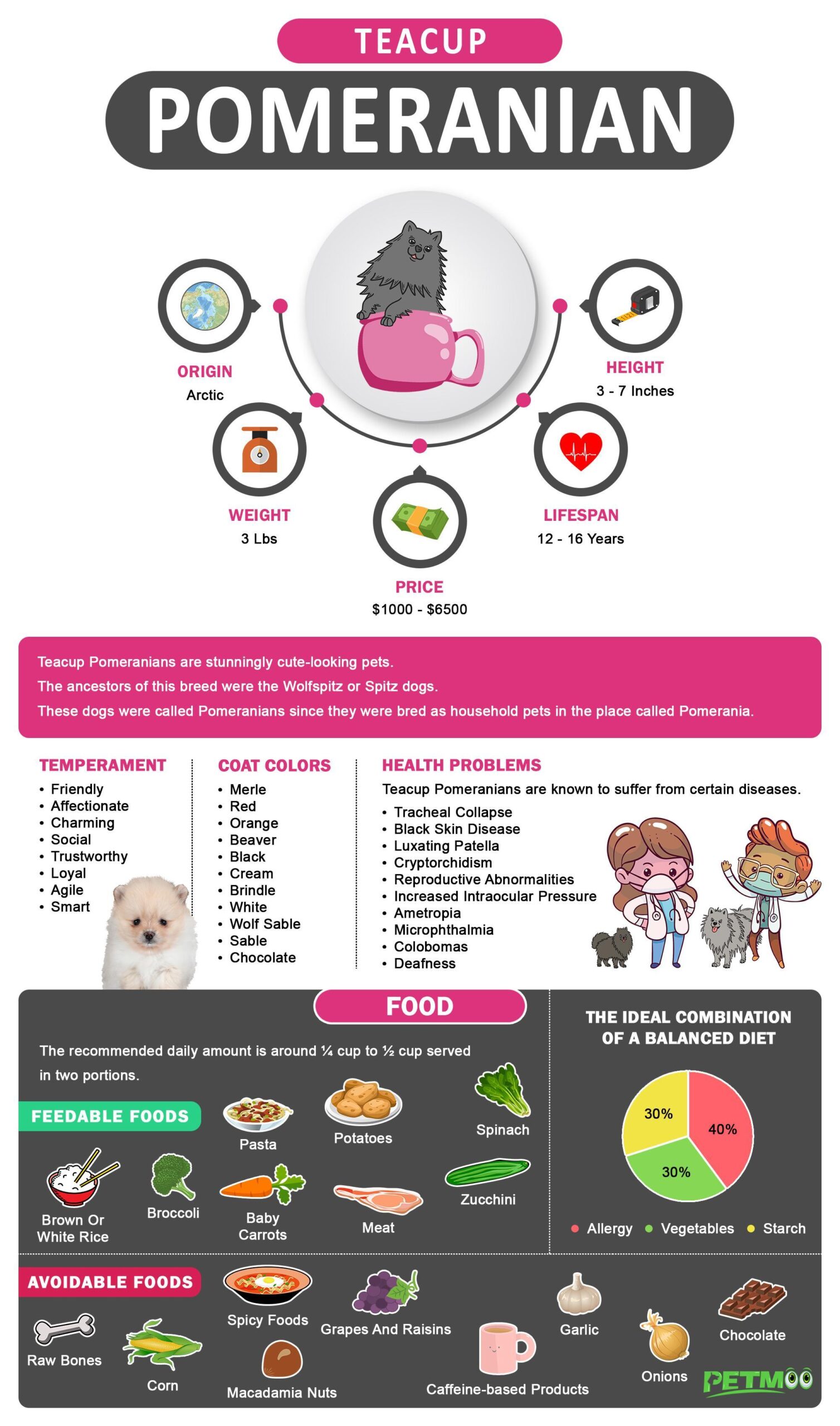 Teacup Pomeranian Infographics