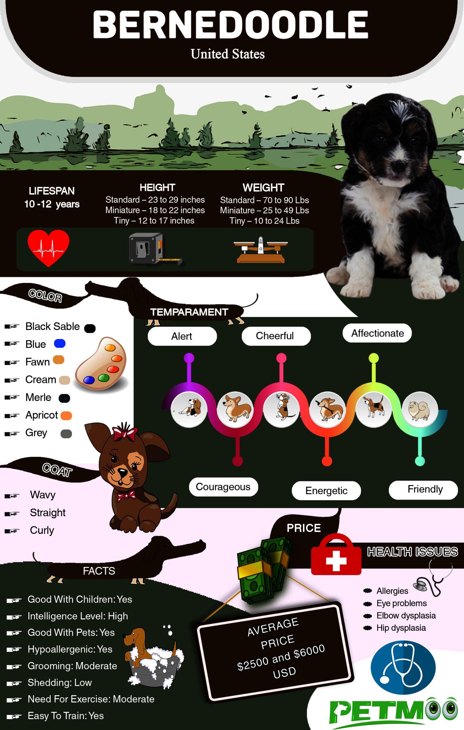 Bernedoodle Infographic