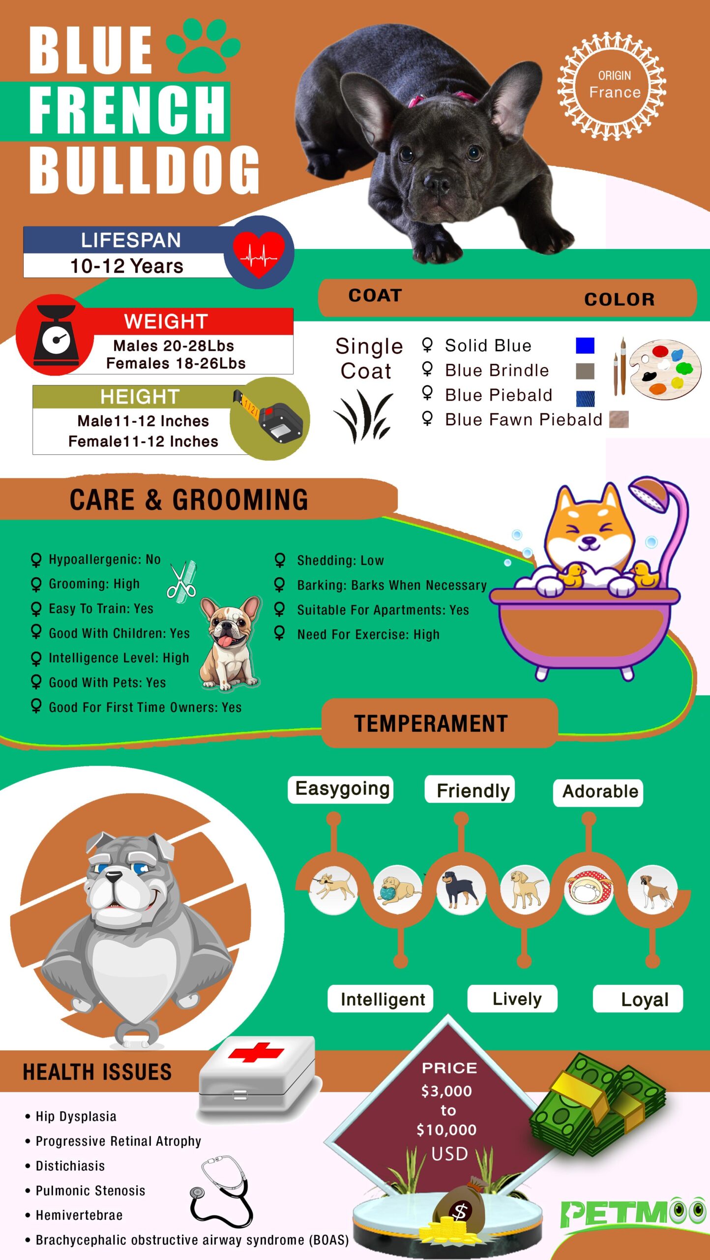 Blue French Bulldog Infographic