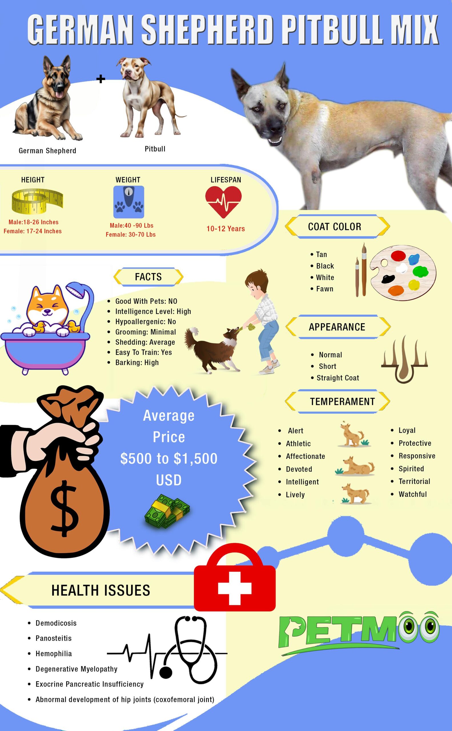German Shepherd Pitbull Mix Infographic