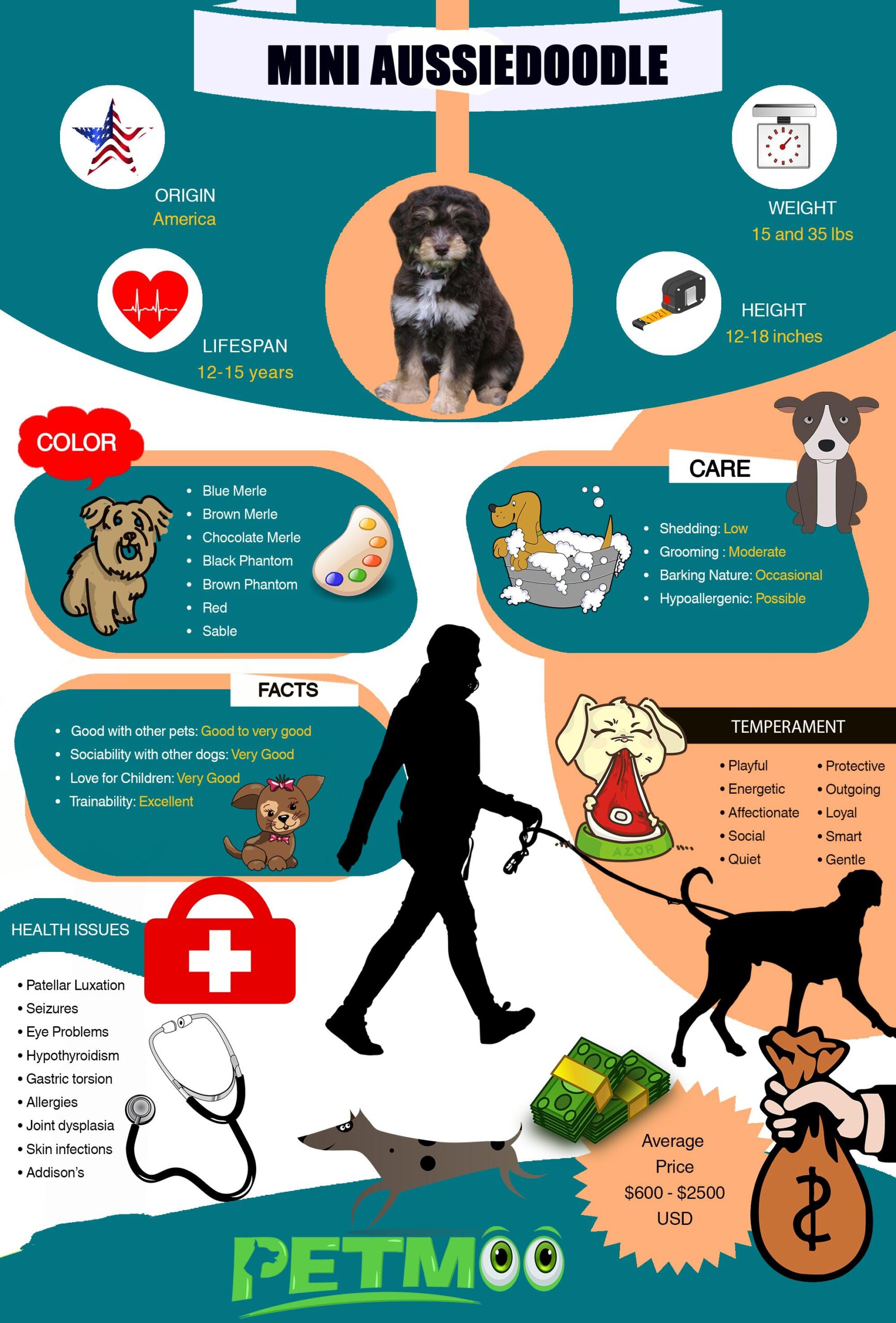 Mini Aussiedoodle Infographic