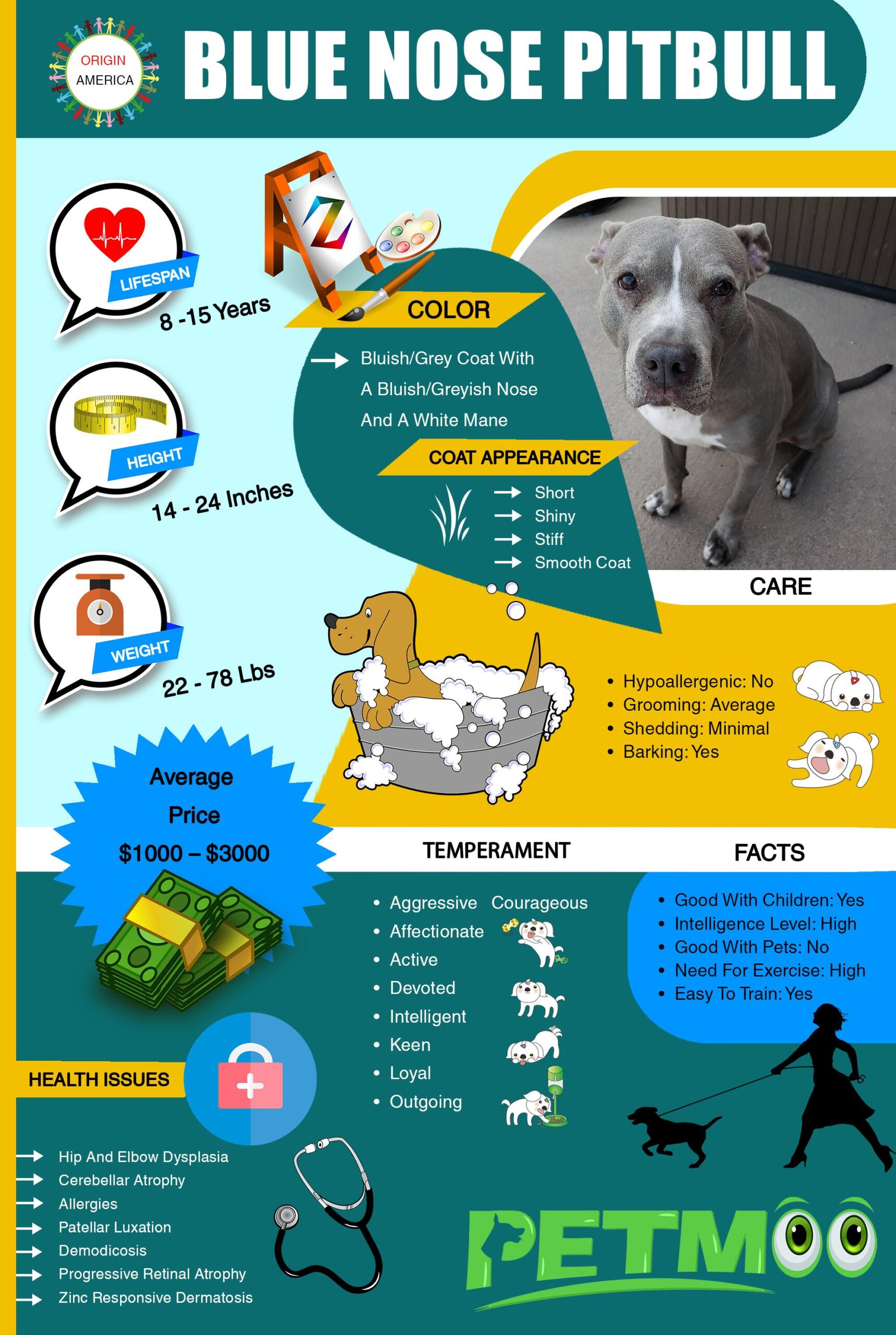 Blue Nose Pitbull Infographic