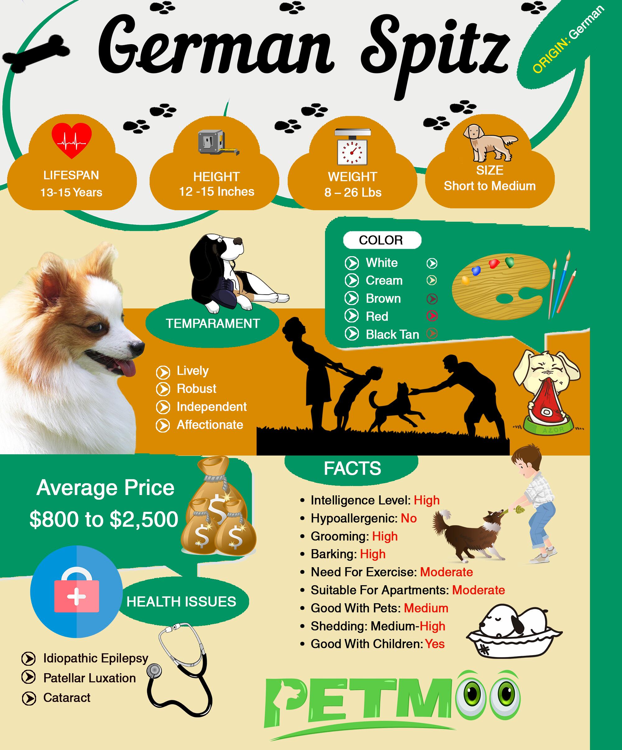 German Spitz Infographics