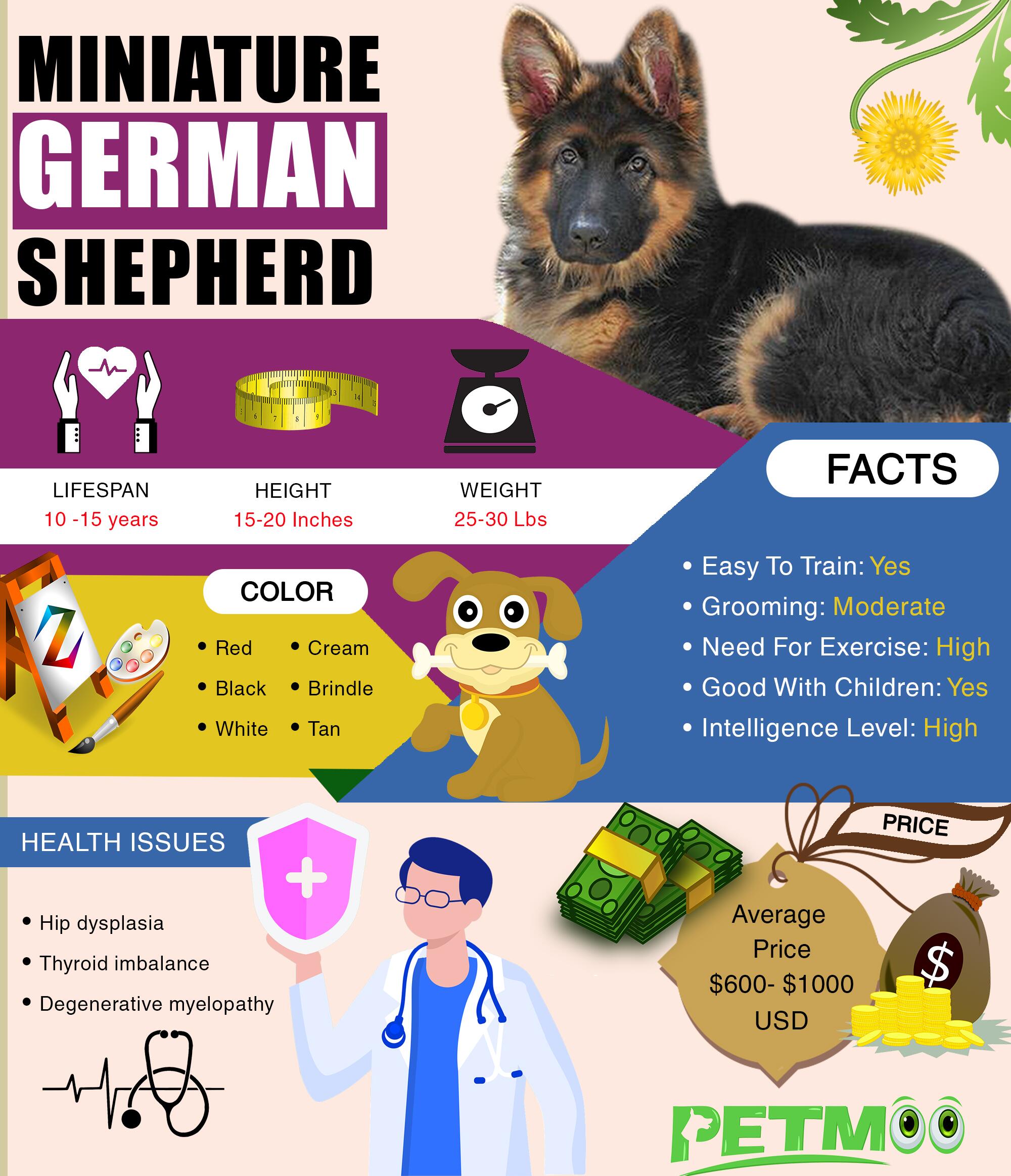 Miniature German Shepherd