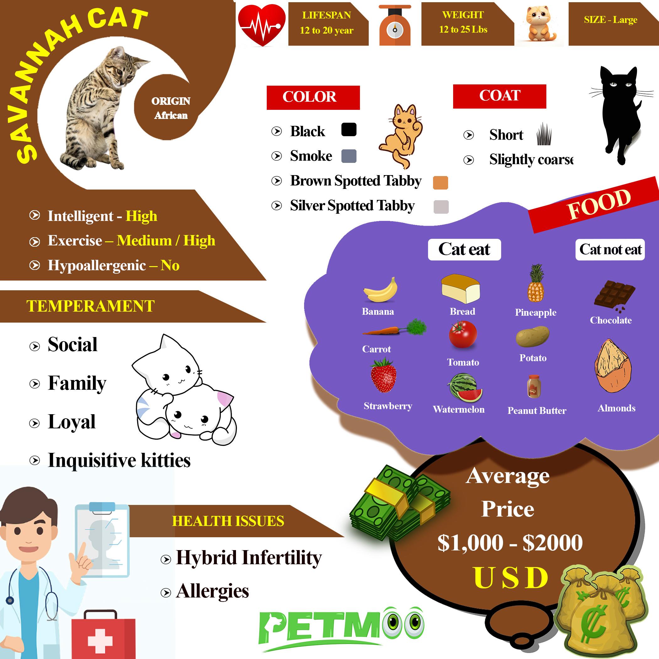 Savannah Cat Infographic