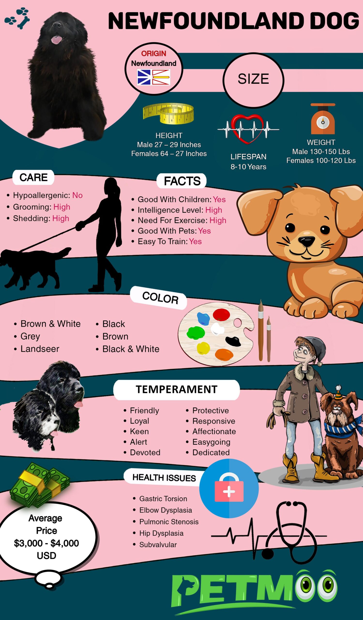 Newfoundland Dog Infographic