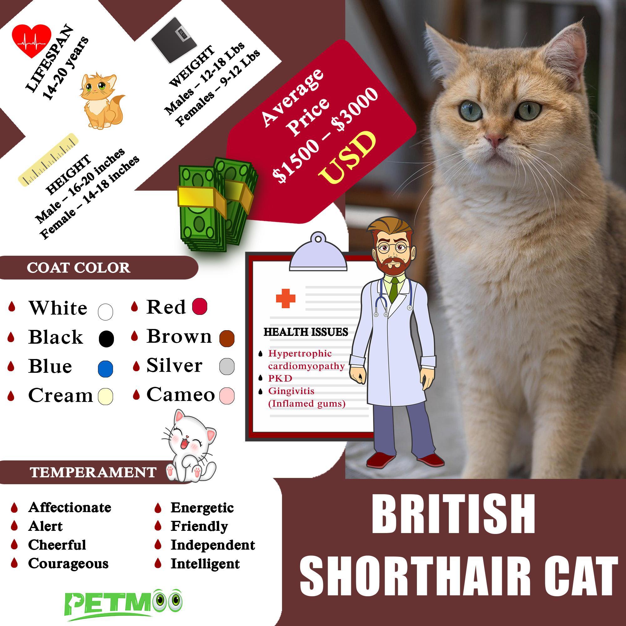 British Shorthair Cat Infographic