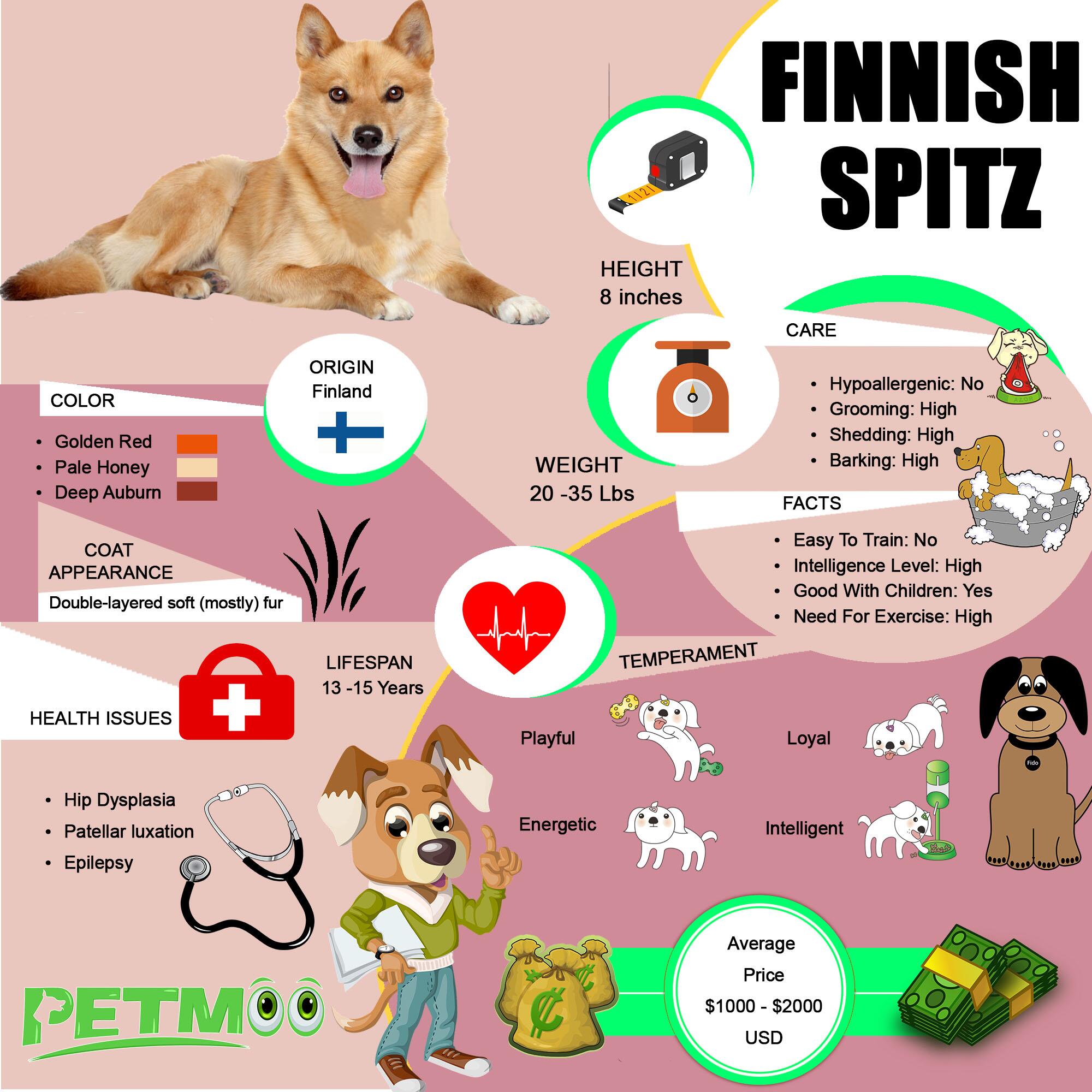 Finnish Spitz Infographic