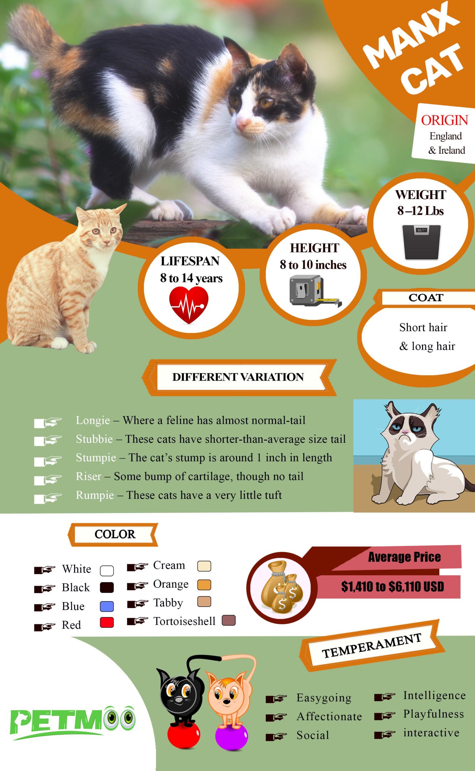 Manx Cat Infographic