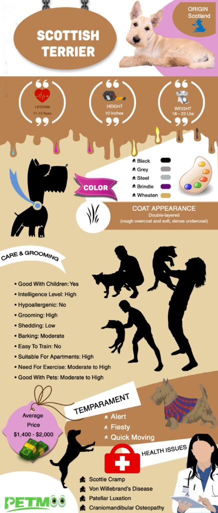 Scottish Terrier