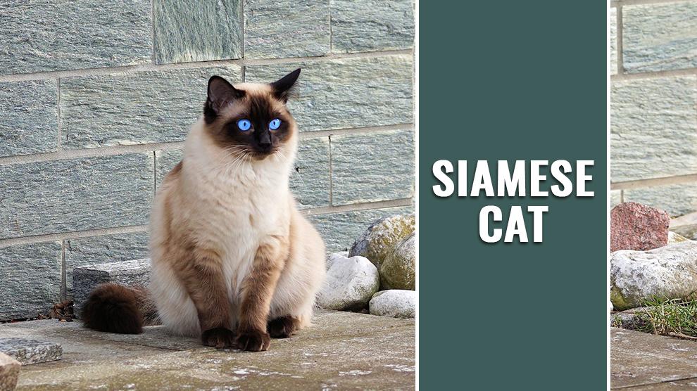 Siamese Cat Breed Data – Petmoo