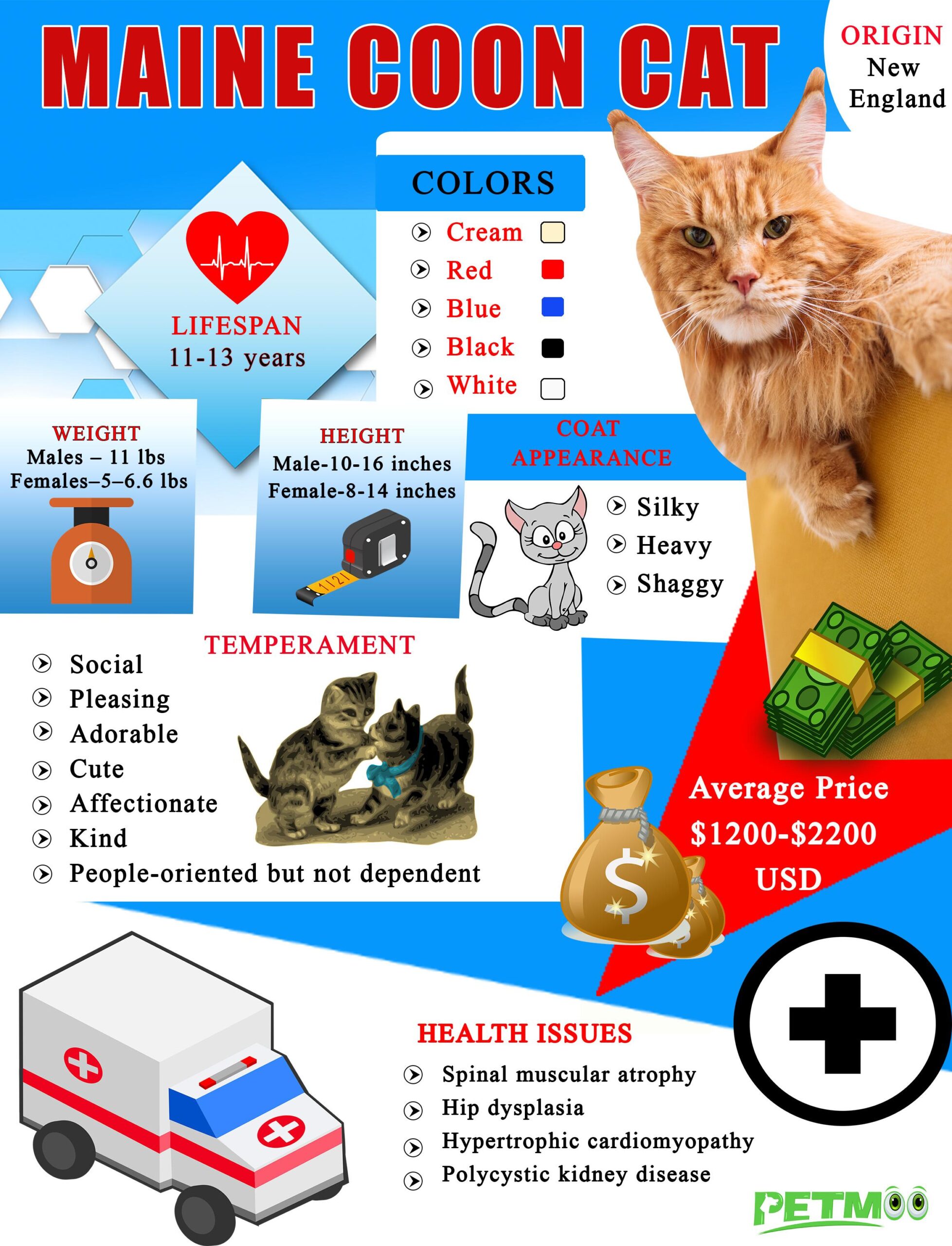 Maine Coon Cat Infographic