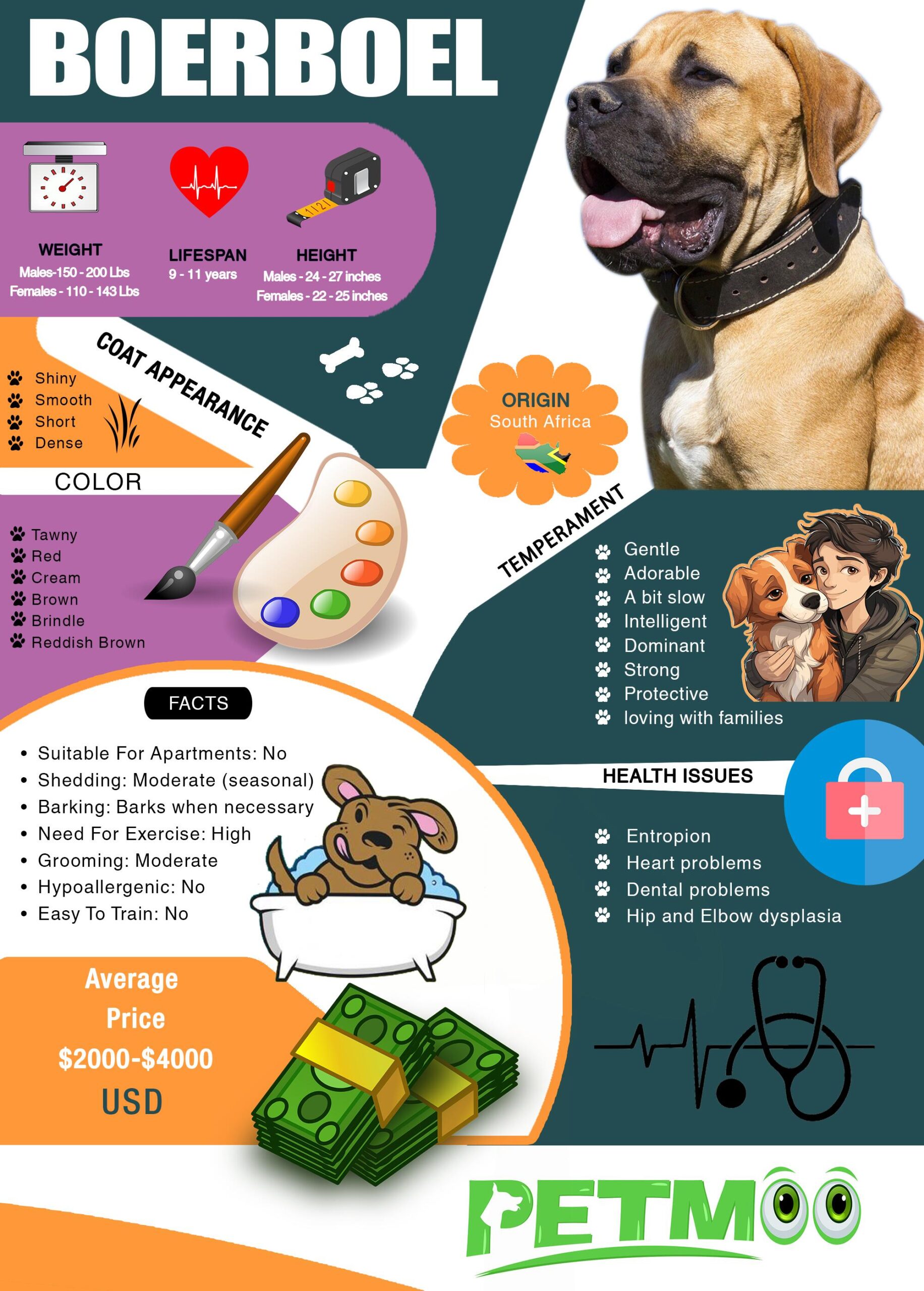 Boerboel Infographic