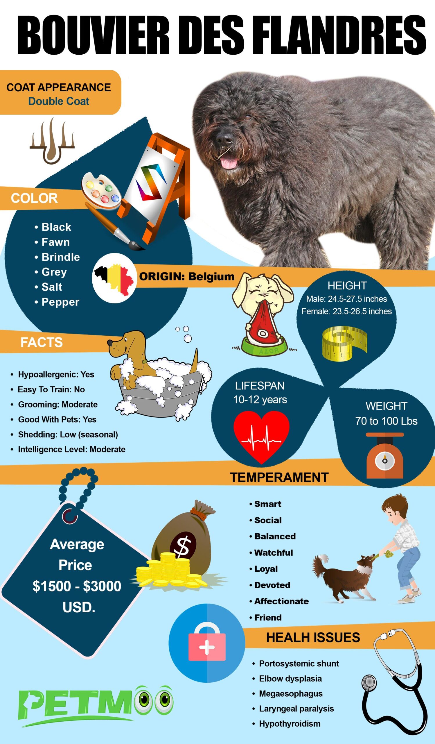 Bouvier Des Flandres Infographic