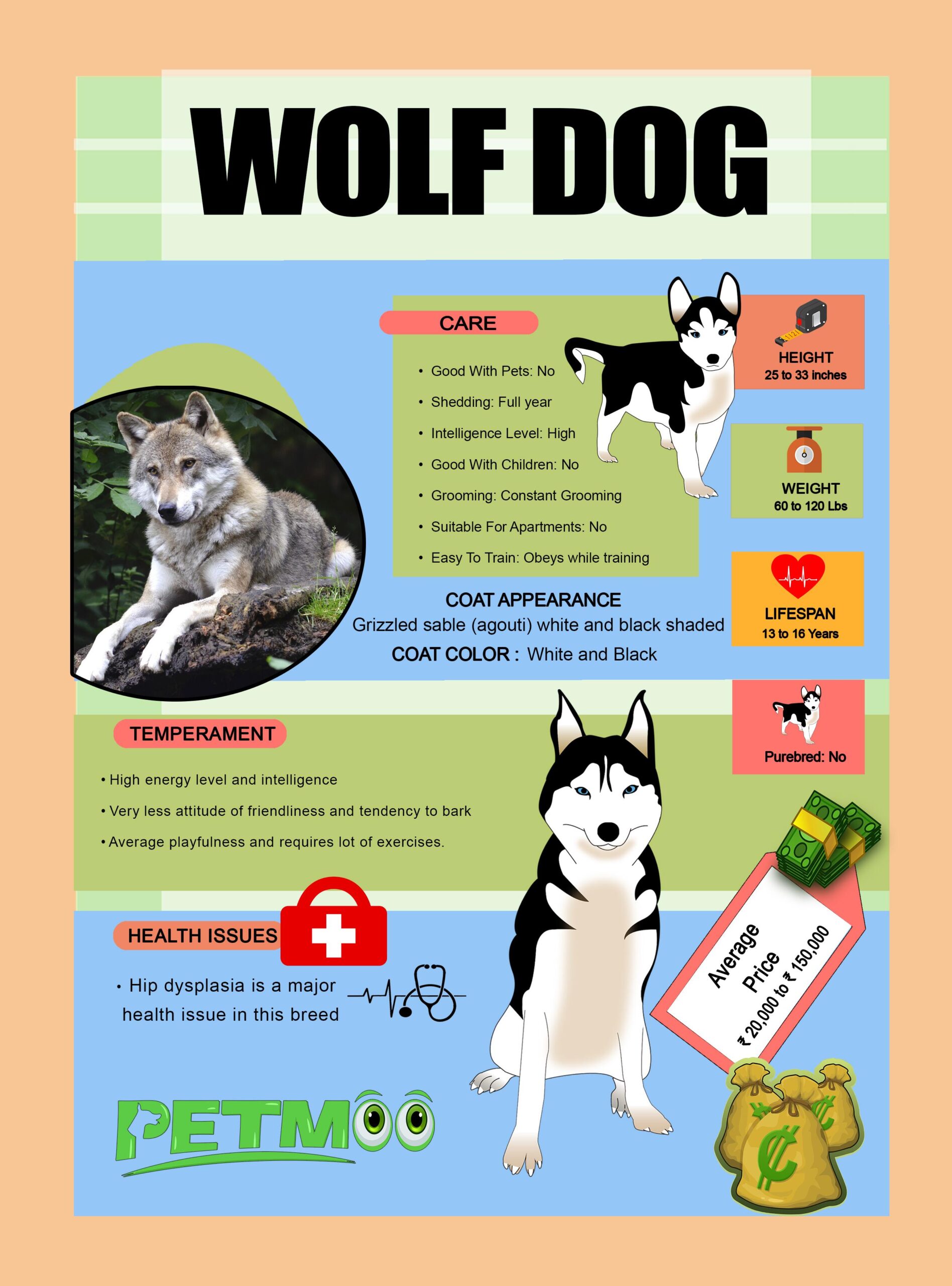 Wolf Dog Infographic