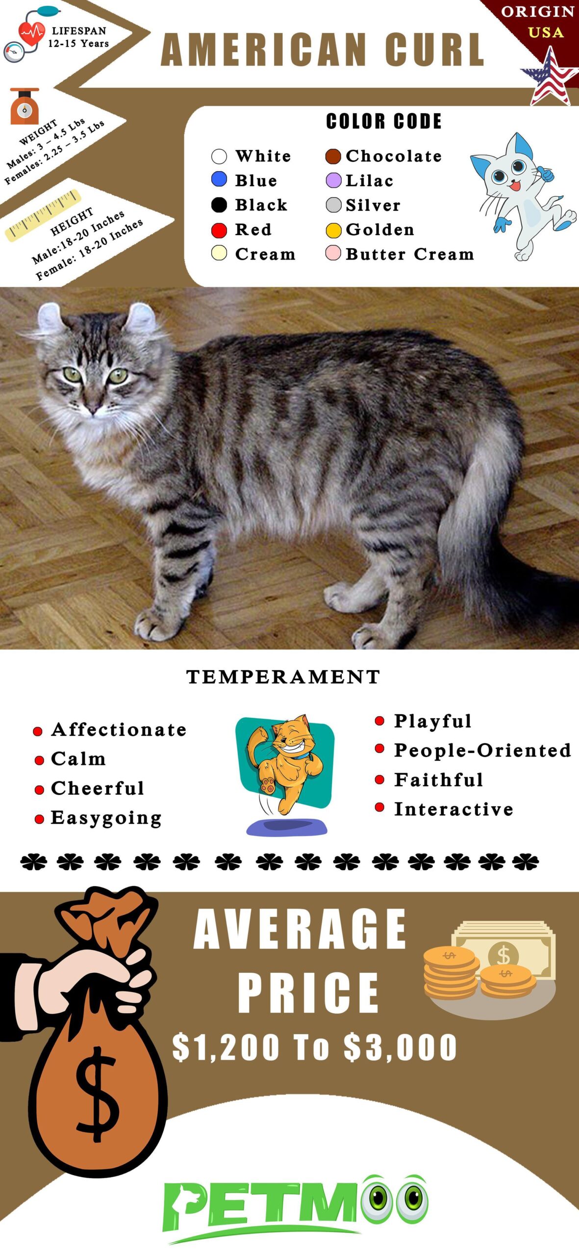 American Curl Cat Infographic