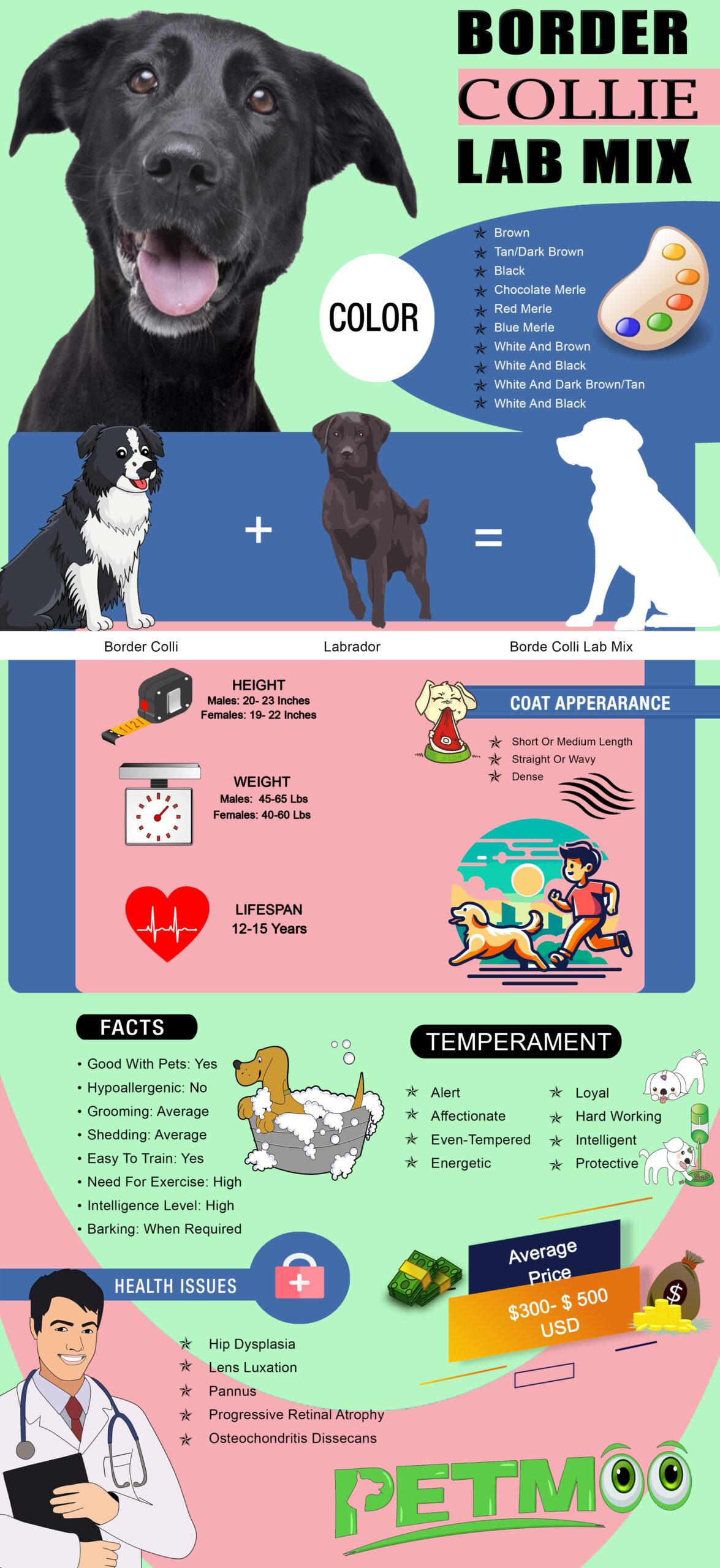 Border Collie Lab Mix Infographic