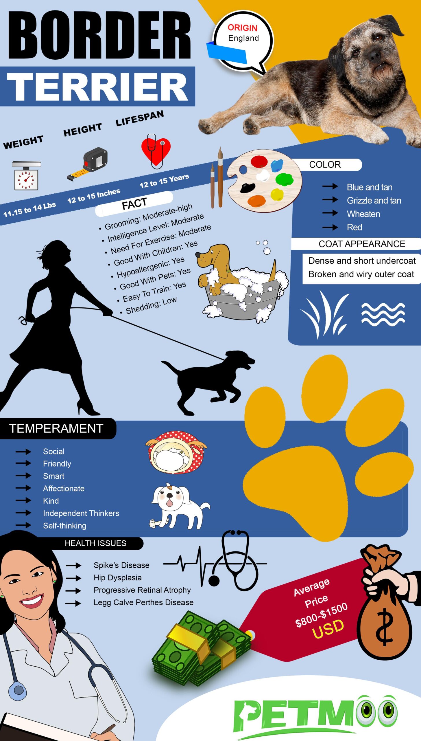 Border Terrier Infographic