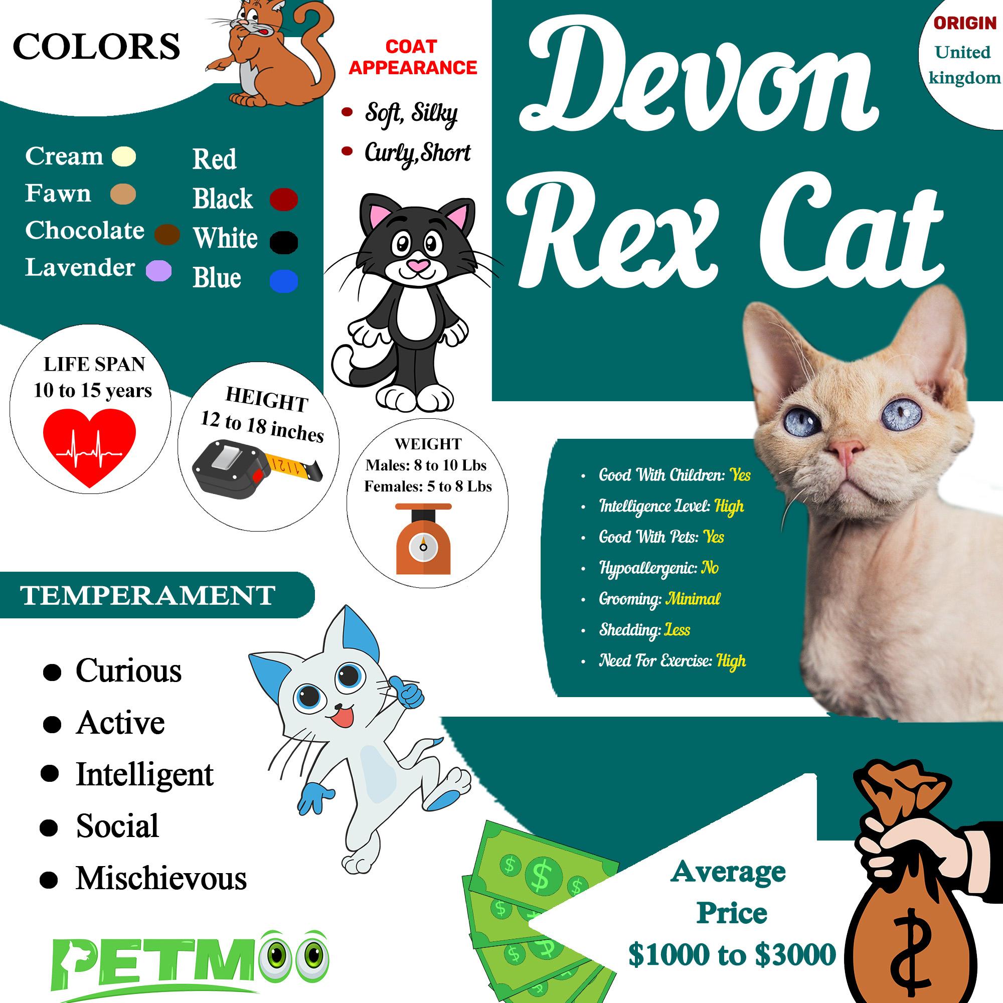 Devon Rex Cat Infographic