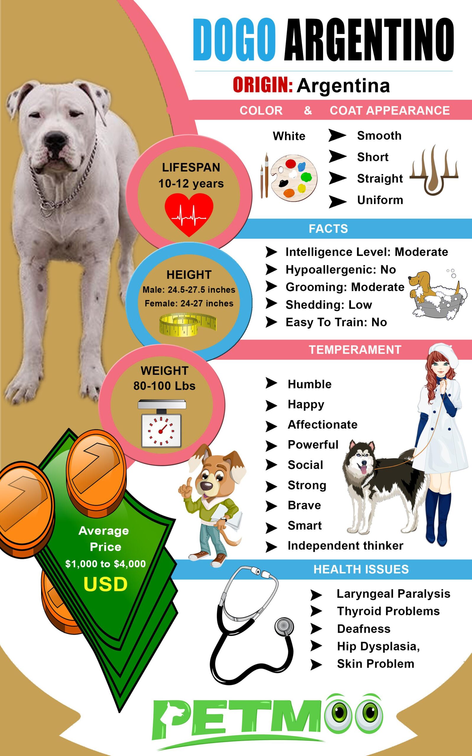 Dogo Argentino Infographic